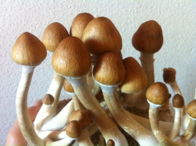 Es hora de legalizar los hongos de&nbsp;Psilocibina