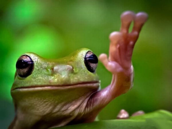 Taller de purificación y revitalización del cuerpo con Kambó en Mendoza – 14 Septiembre&nbsp;2019