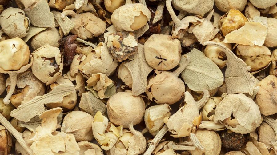 Estudian una tradicional hierba medicinal india por sus propiedades contra la&nbsp;diabetes